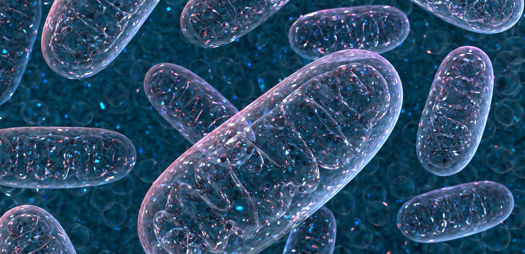 Mitochondrium. 3d rendering. Microbiology illustration